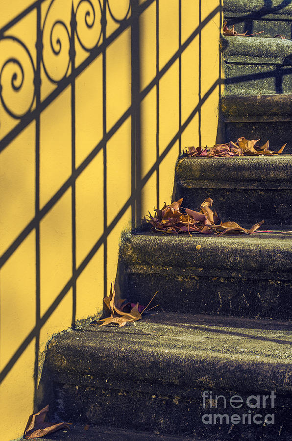 Stairs With Leaves Photograph by Carlos Caetano