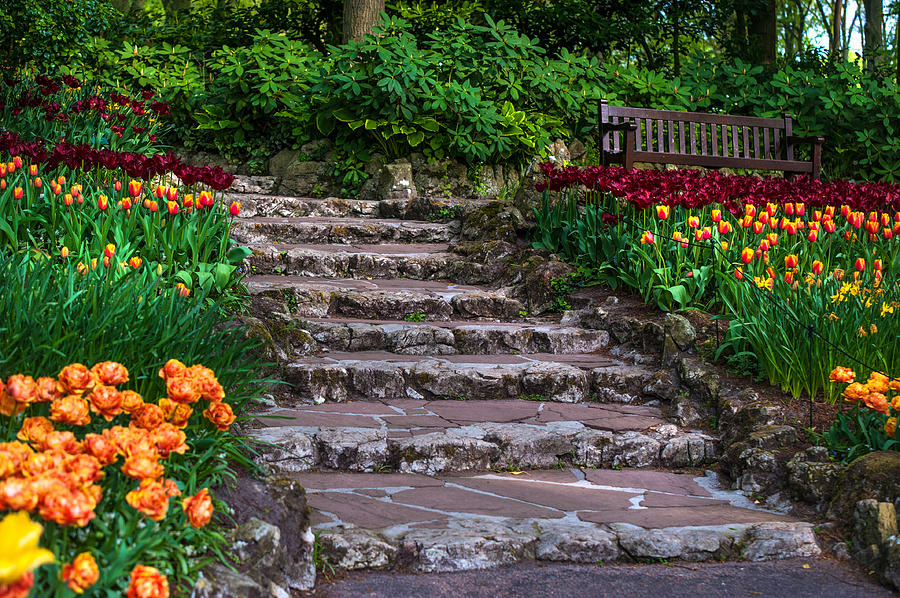 Tulip Photograph - Stairs with Tulips. Keukenhof Garden. Netherlands by Jenny Rainbow
