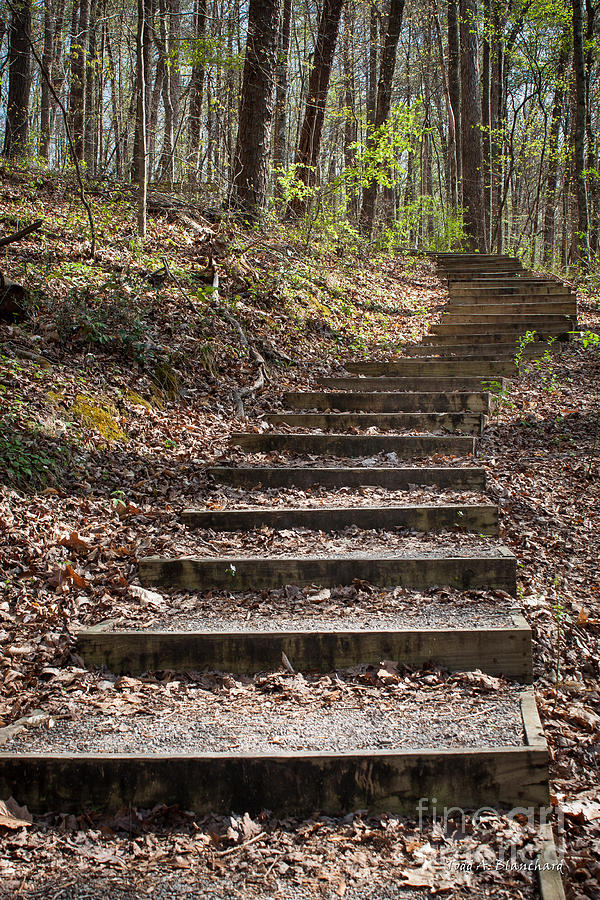 Stairway In The Forest Photograph by Todd Blanchard