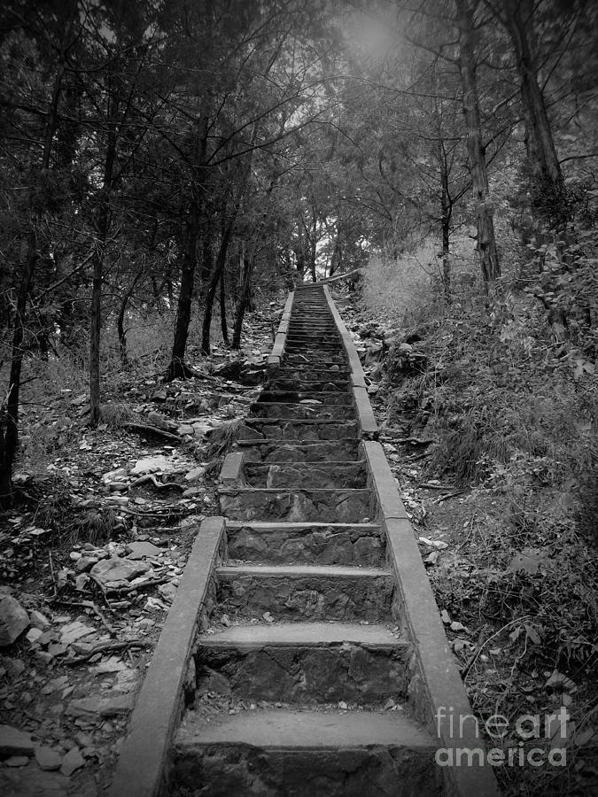 Up Movie Photograph - Stairway in the Woods by Tina Miller