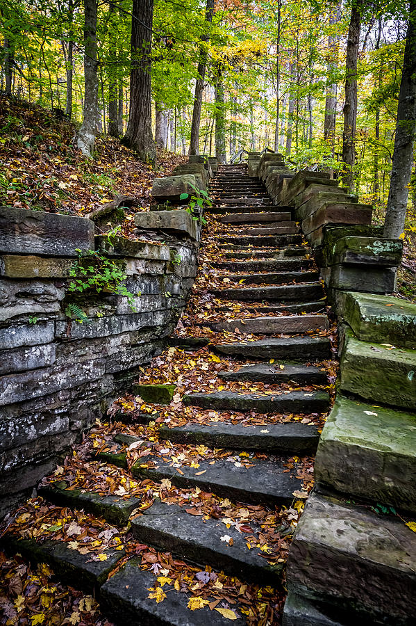 Stairway into the Trees Photograph by Ron Pate