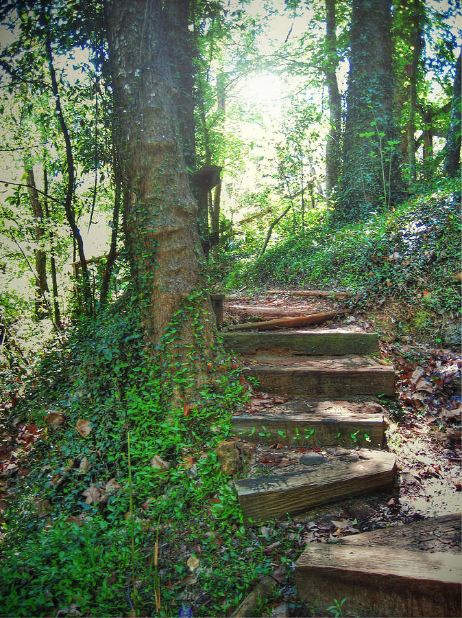 Stairway to Forest Photograph by Savannah Gibbs