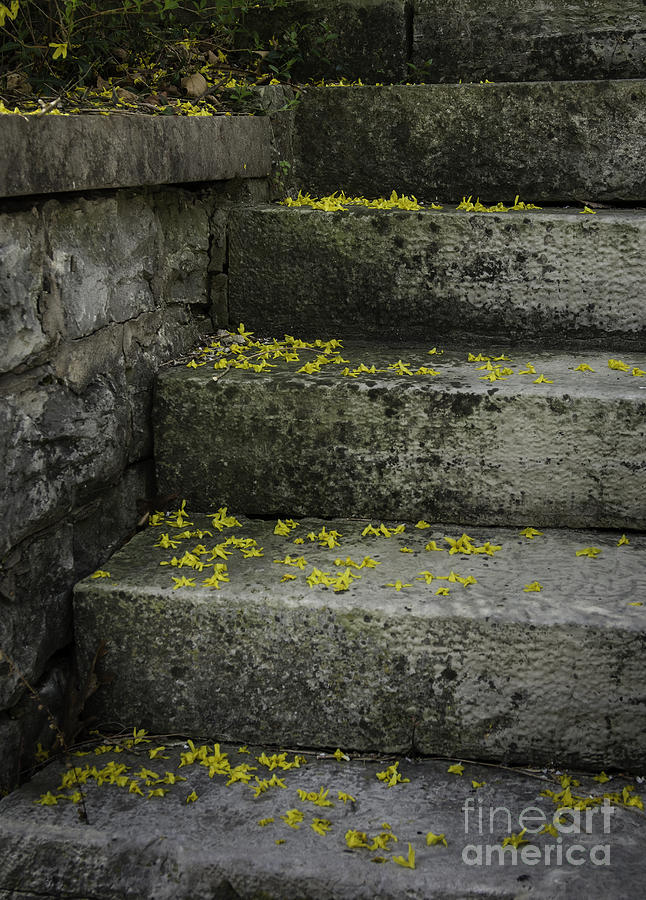 Spring Photograph - Stairway to Spring by Curtis Dale