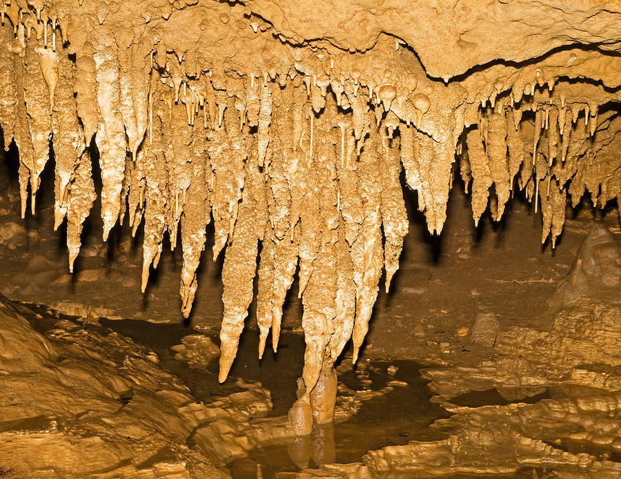 Stalactite Formation In Florida Caverns Photograph by Millard H. Sharp
