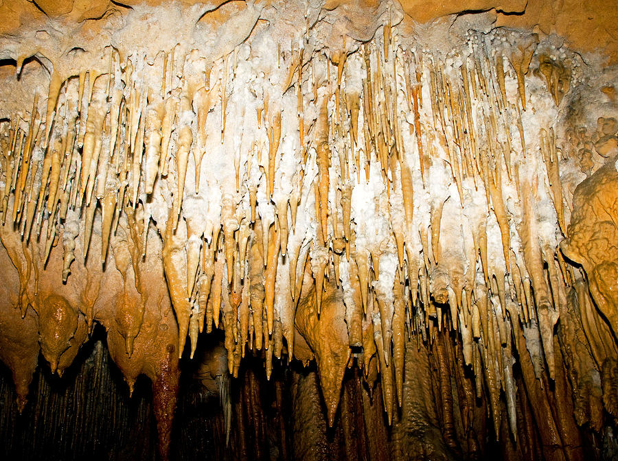 Stalactites In Florida Caverns State Photograph by Millard H. Sharp