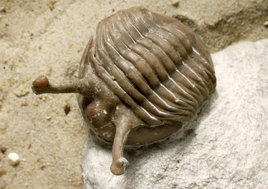 Stalk-eyed trilobite fossil by Science Photo Library