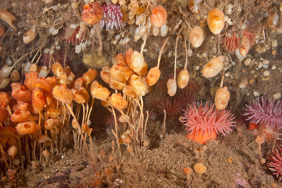 Stalked Tunicates Photograph by Andrew J. Martinez