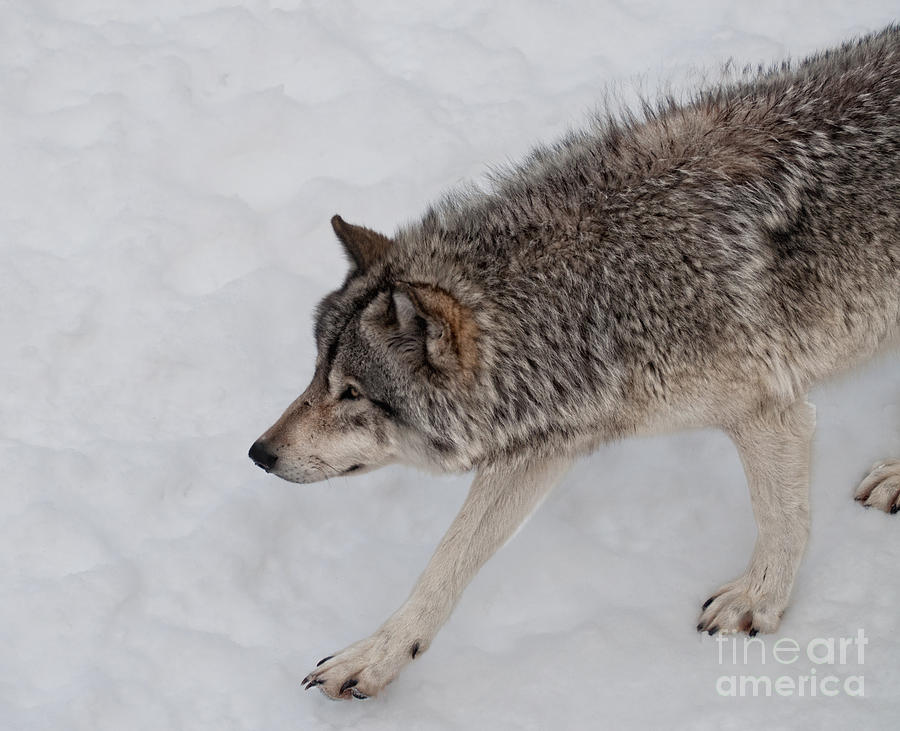 Wildlife Photograph - Stalker by Bianca Nadeau