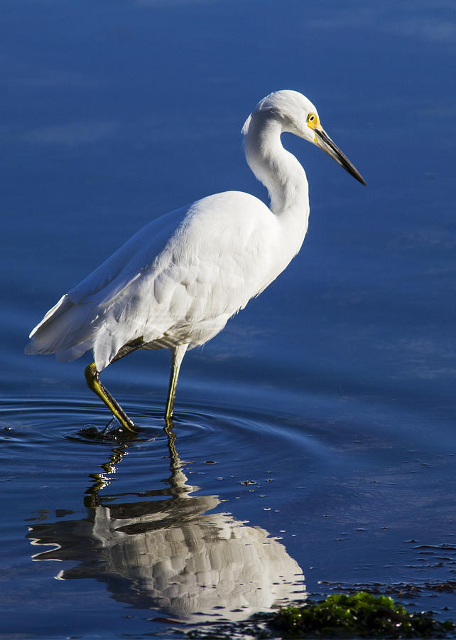 Stalker Photograph by Dory Breaux - Fine Art America