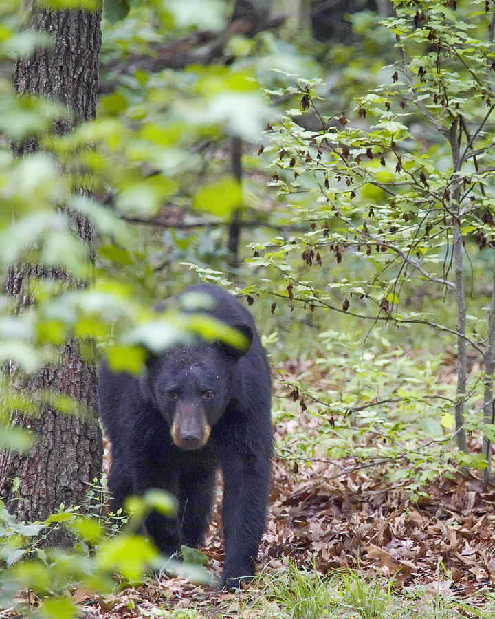 Stalking Black Bear in Woods Photograph by Michael Dougherty