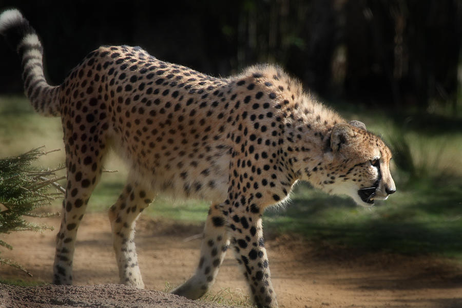 Stalking Cheetah  Photograph by Joseph G Holland