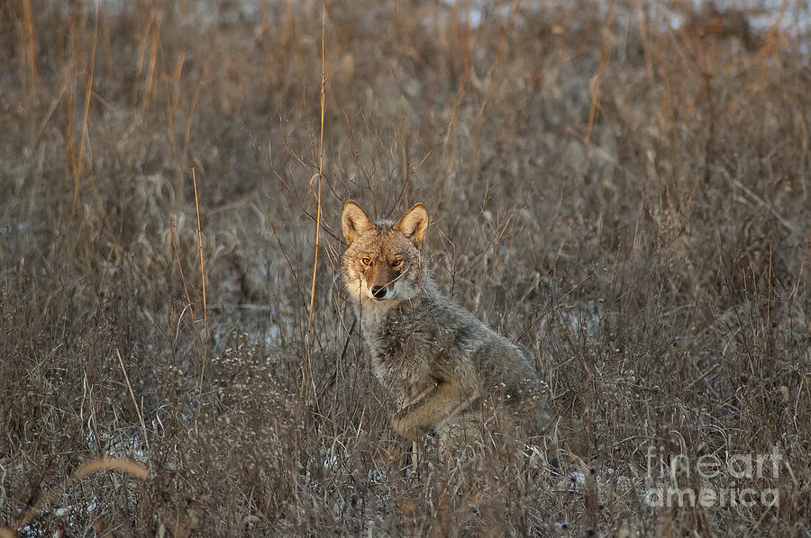 Stalking Coyote Photograph by Wilma  Birdwell