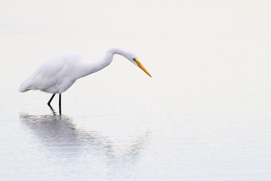 Egret Photograph - Stalking Egret by Karol Livote
