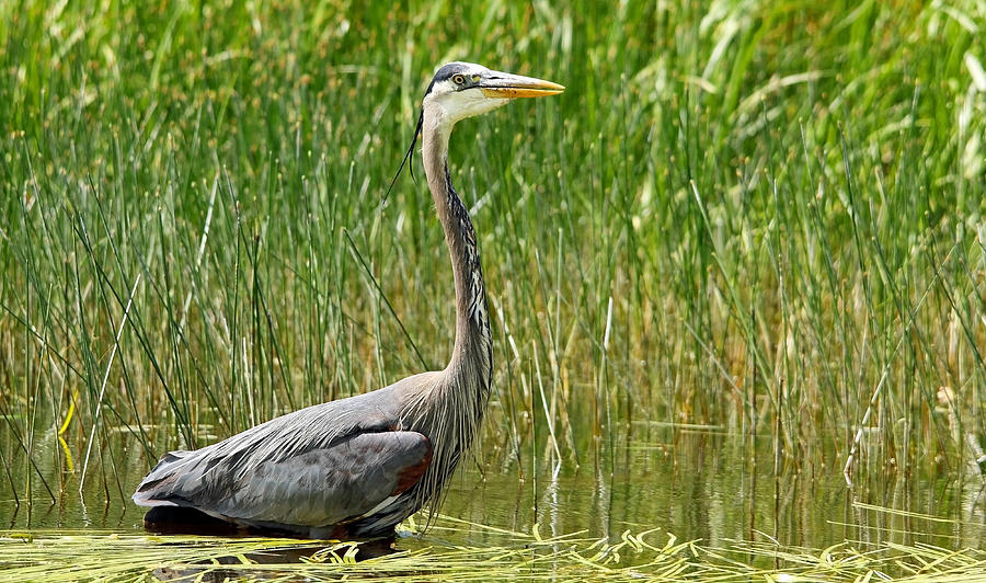 Stalking Great Blue Heron Photograph