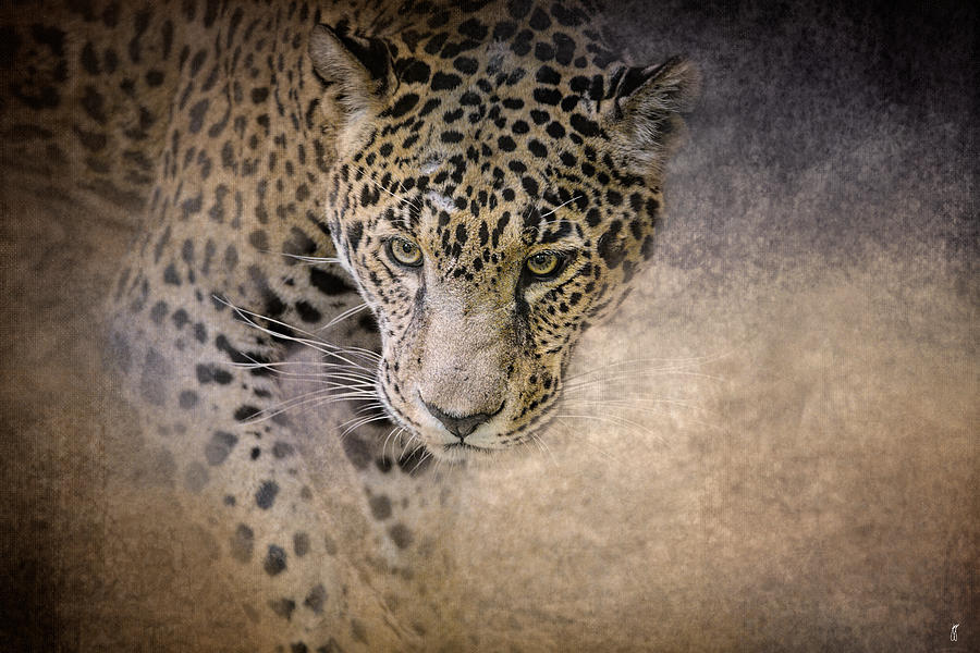 Stalking Her Prey - Wildlife - Leopard Photograph by Jai Johnson