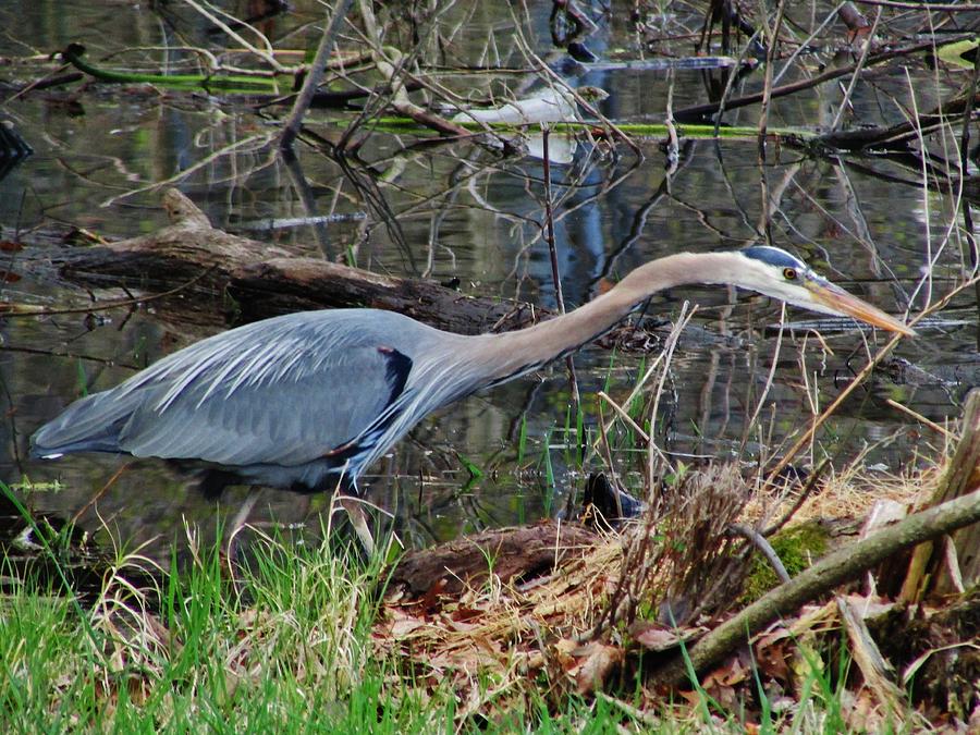 Stalking Heron Photograph by Thomas McGuire - Fine Art America