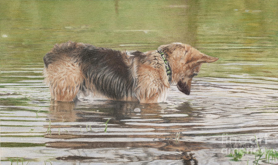 Nature Drawing - Stalking His First Fish by Helen Bailey
