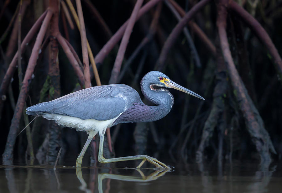 Bird Photograph - Stalking In The Mangroves by Greg Barsh