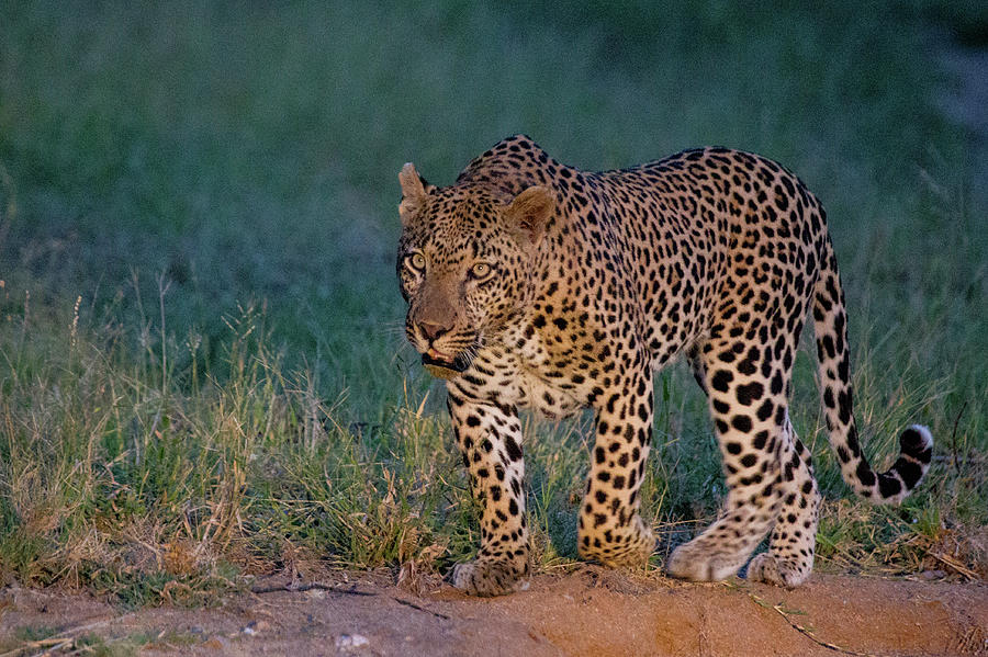 Stalking Leopard Photograph by Robert Muckley
