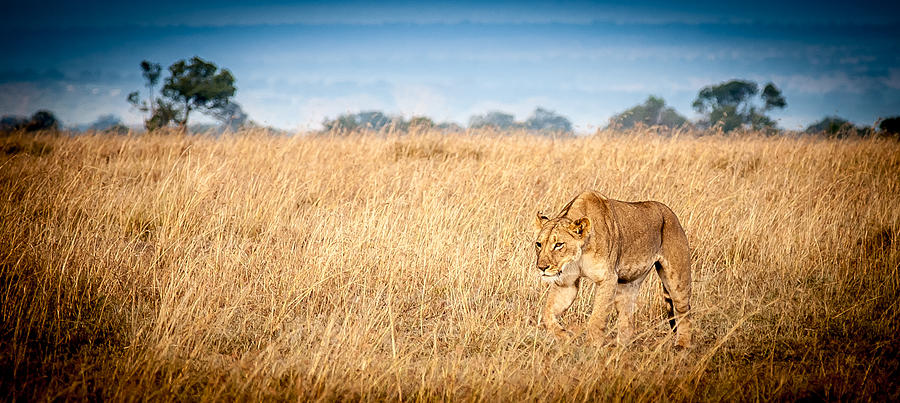 Stalking Lion Photograph