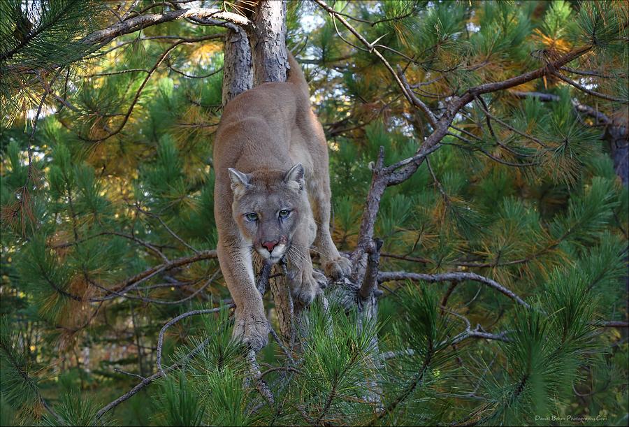 Nature Photograph - Stalking Mountain Lion by Daniel Behm