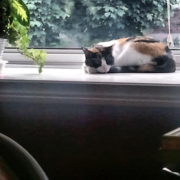Windowsill Photograph - Stalking My Kitty #catlover #windowsill by Adina Krnician