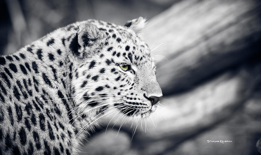 Coronavirus Photograph - Stalking prey by Stwayne Keubrick Coronavirus Photograph - Stalking prey by Stwayne Keubrick