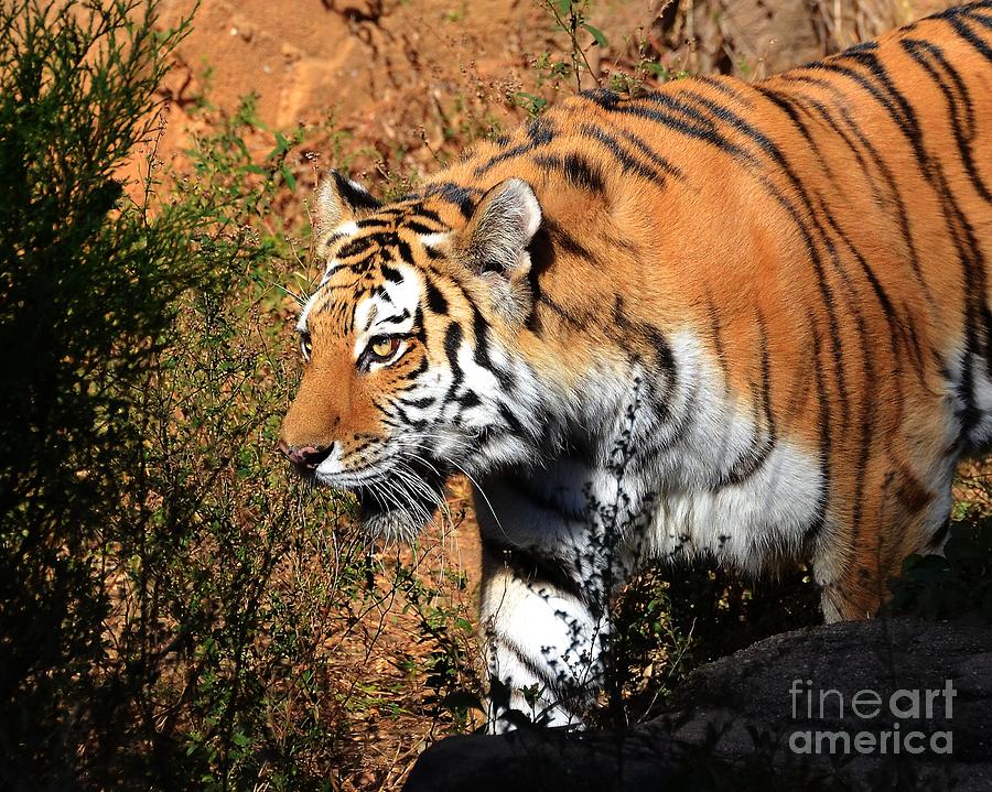 Stalking Tiger 1 Photograph by Kathy Baccari