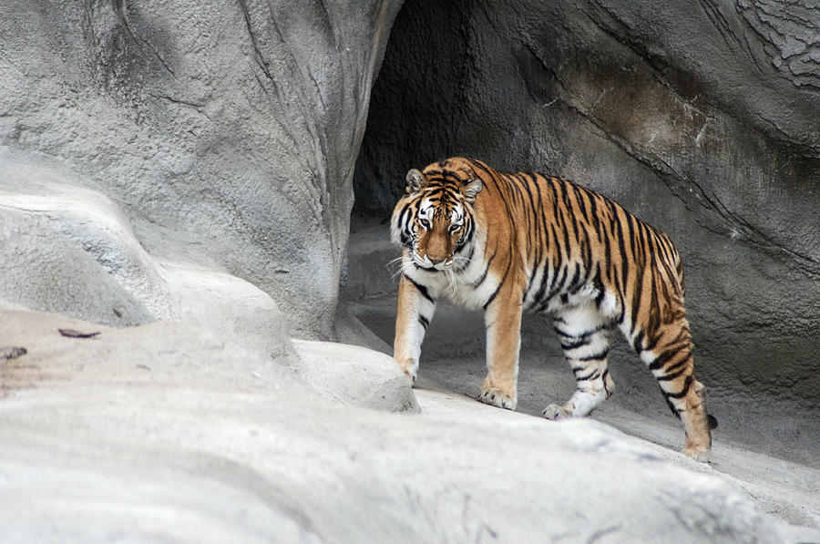 Wildlife Photograph - Stalking Tiger by Ginger Harris