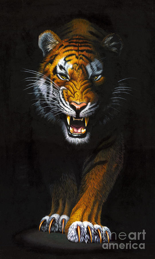 Nature Photograph - Stalking Tiger by MGL Meiklejohn Graphics Licensing