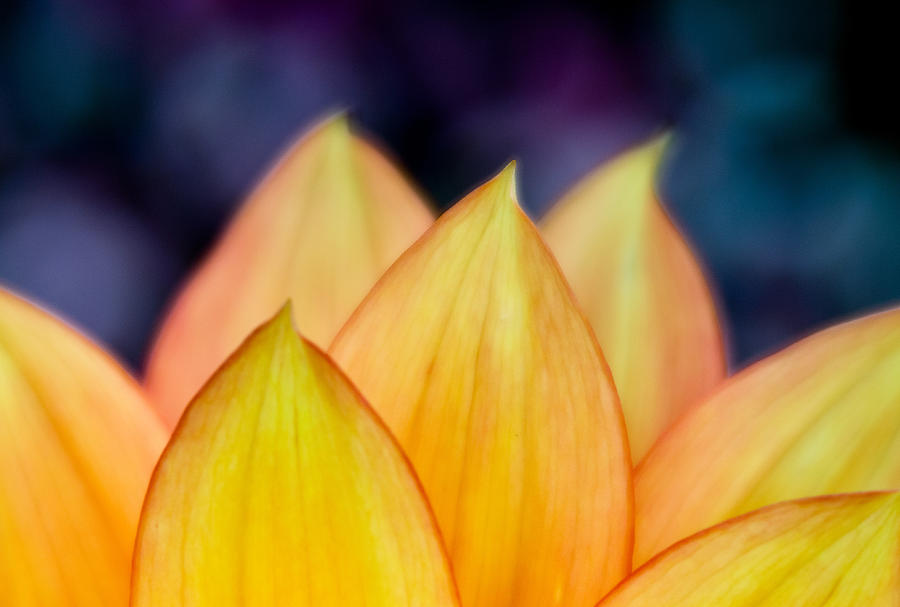 Stalks of Petals Photograph by Greg Nyquist