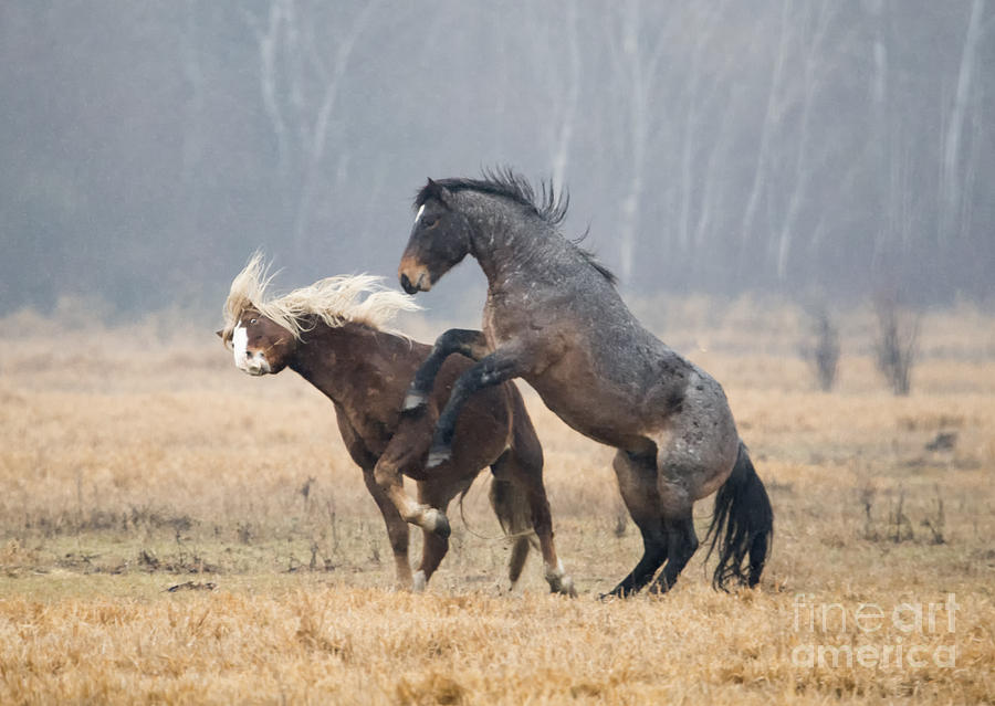 Horse Photograph - Stallion Challenge by Michael Dawson