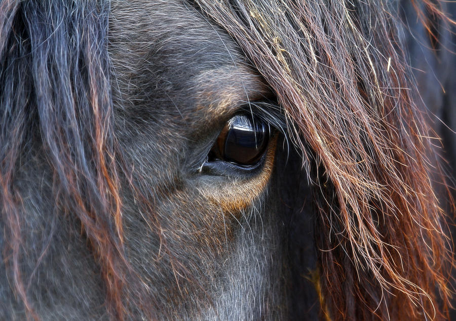 Stallion Eye Shine Photograph by Steve McKinzie