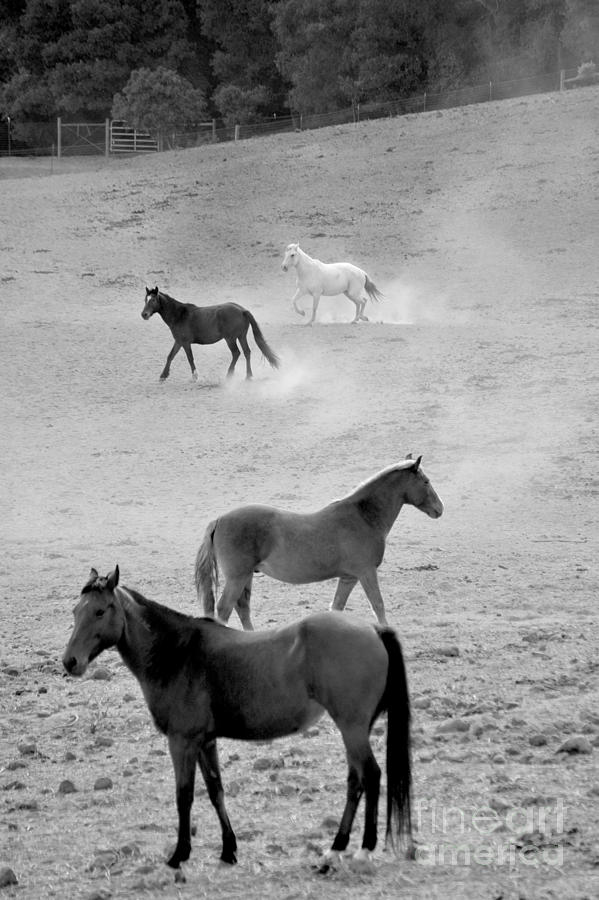 Stallion Hillside Number One Black and White Photograph by Heather Kirk
