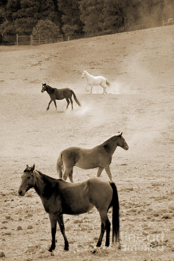 Stallion Hillside Number One Sepia Photograph by Heather Kirk