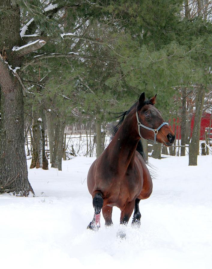 Stallion in Snow Photograph by Davandra Cribbie