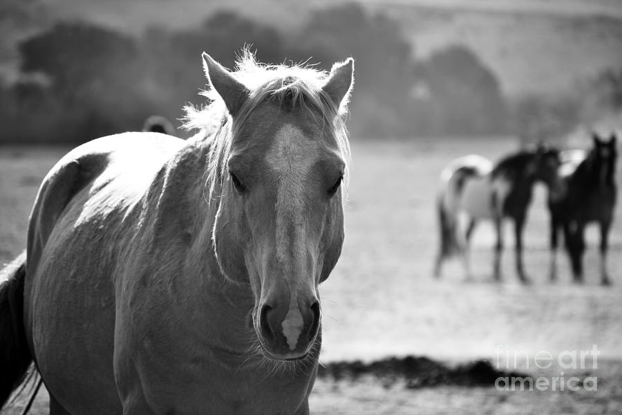 Stallion in the Forefront Black and White Photograph by Heather Kirk