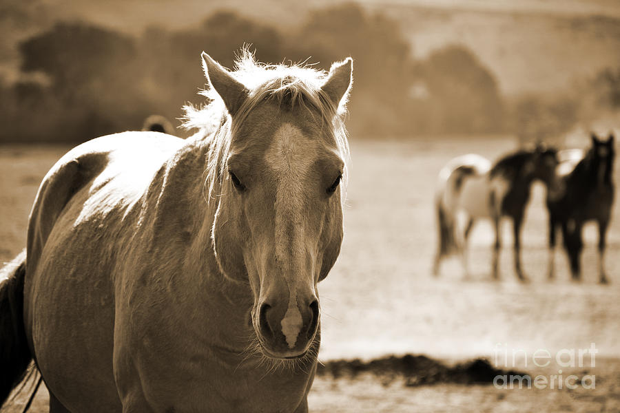 Stallion in the Forefront Sepia Photograph by Heather Kirk