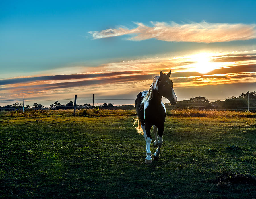 Stallion Sunset Photograph by Patrick Wolf
