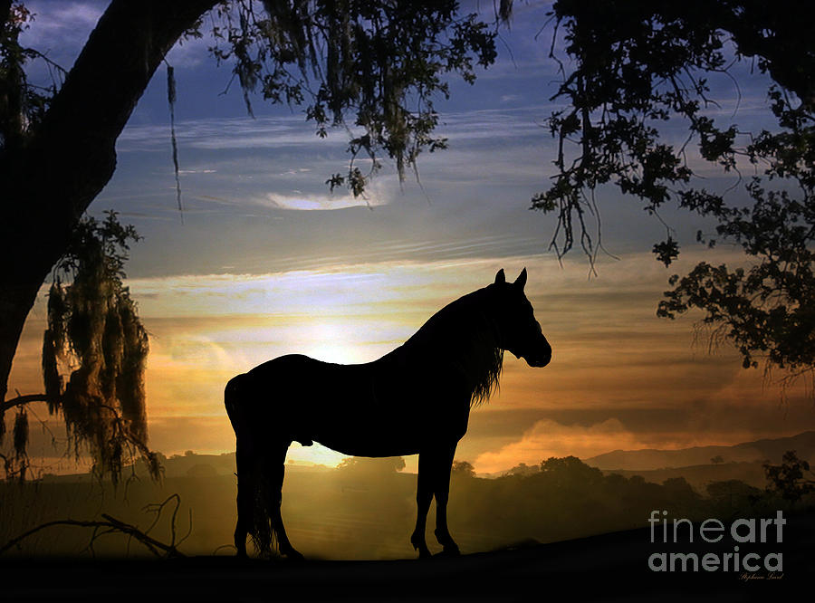 Stallion Sunset Photograph by Stephanie Laird