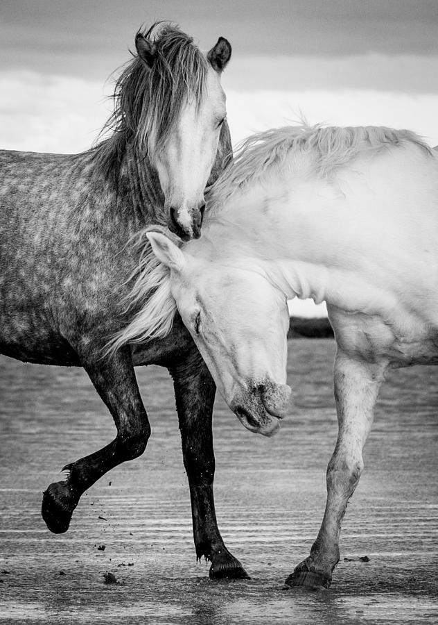 Horse Photograph - Stallions of the Carmargue by Tim Booth