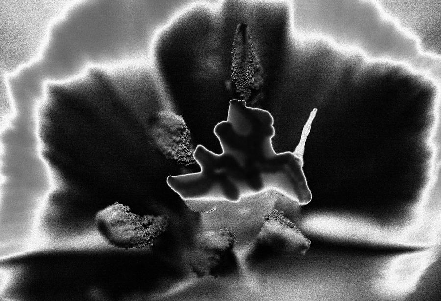 Stamen and Pestle   Photograph by Robert Culver