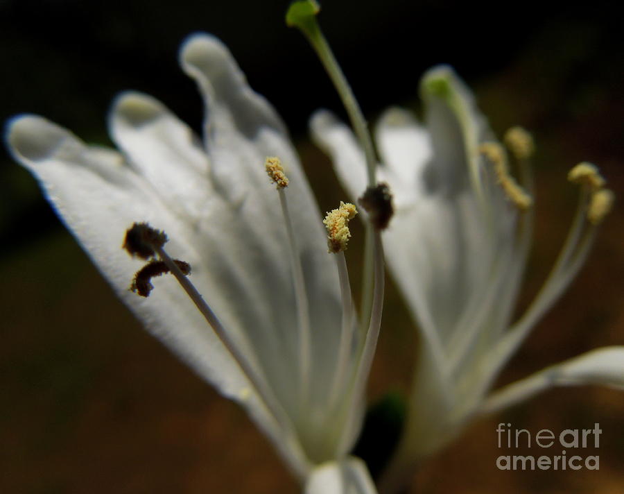 Stamen and Shadows Photograph by Renee Trenholm