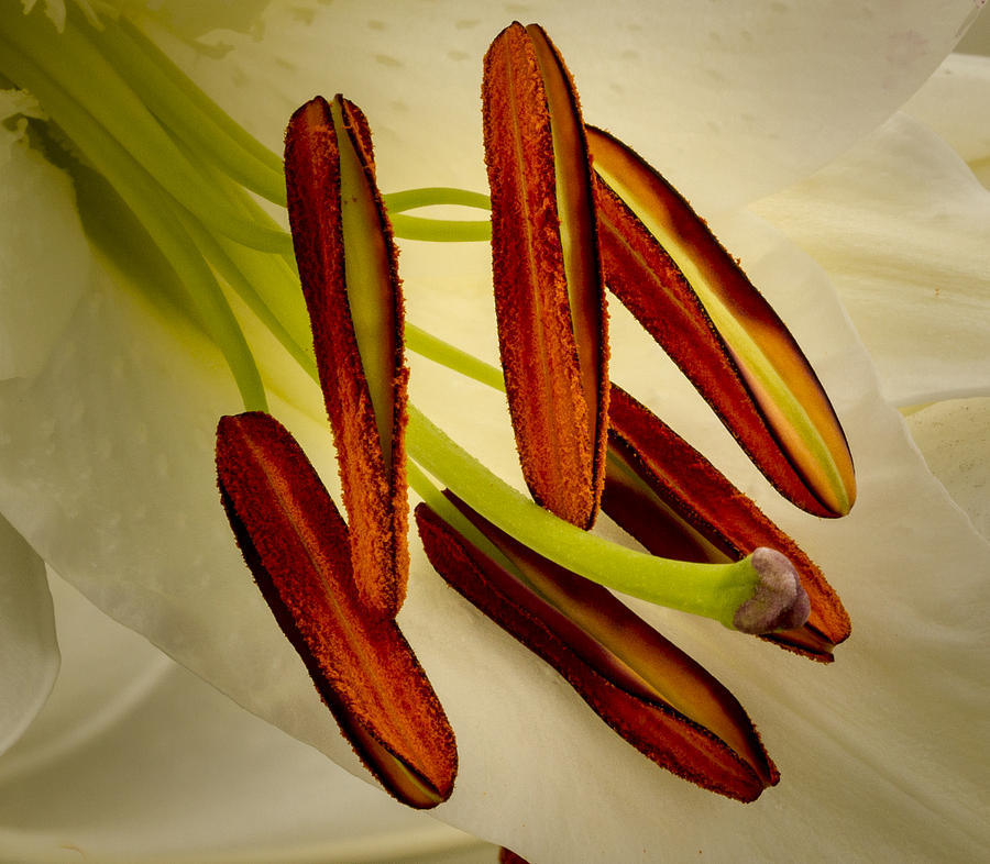 Lily Photograph - Stamen Still Life by Jean Noren