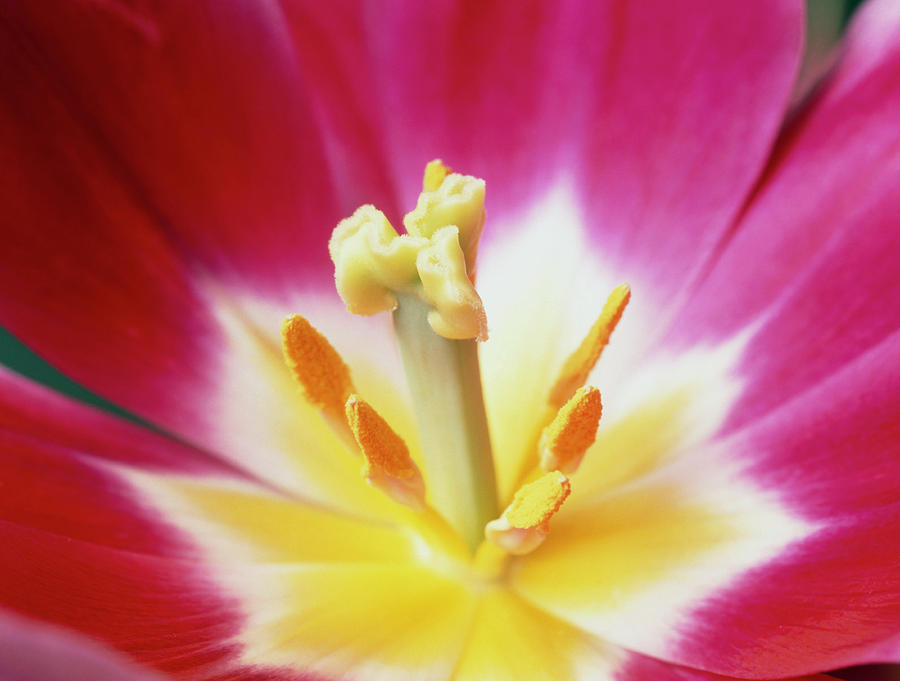 stamens-and-carpel-of-a-tulip-flower-photograph-by-martin-land-science