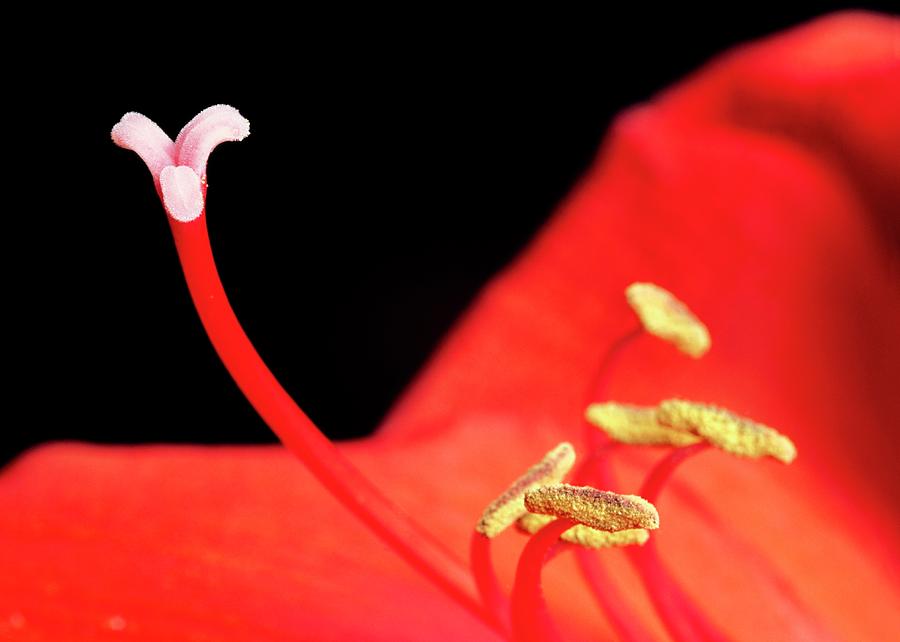 Nature Photograph - Stamens And Carpel Of Hippeastrum Flower by Martin Land/science Photo Library
