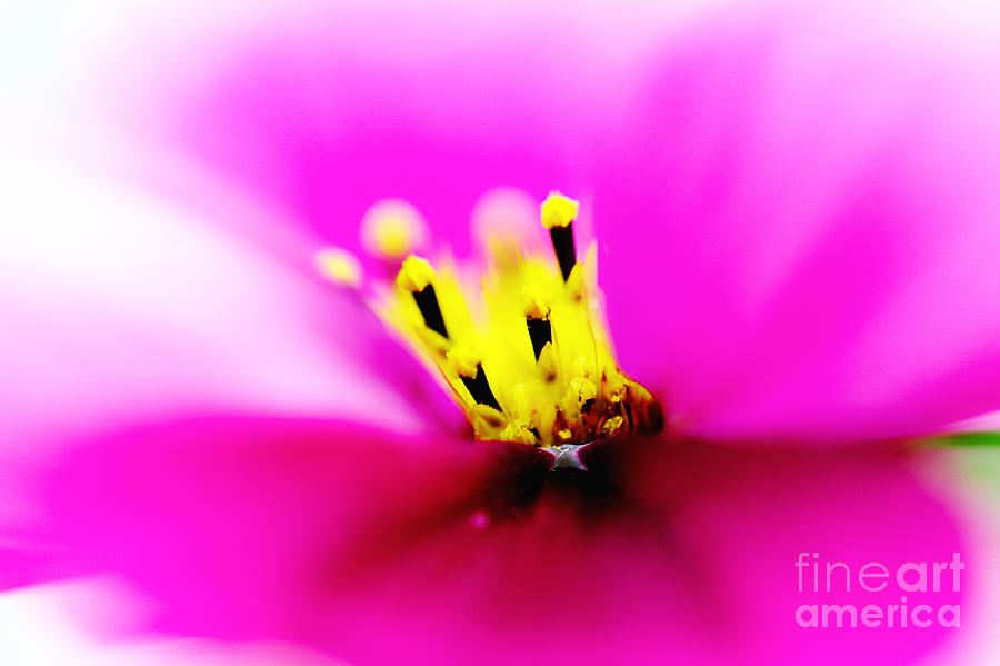 Stamens of the Aster flower Photograph by Nick  Biemans