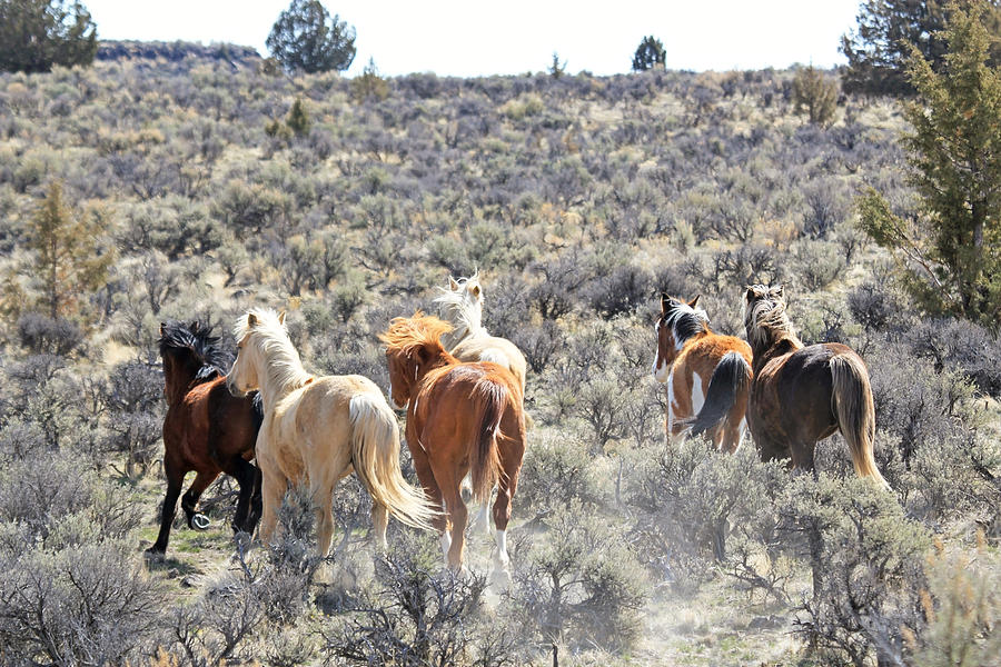 Stampede Of Wild Horses Photograph by Athena Mckinzie
