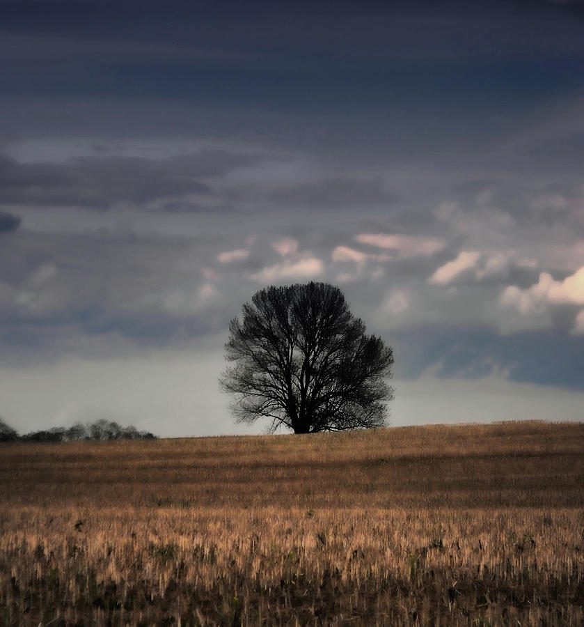 Tree Photograph - Stand Alone by Kristie  Bonnewell