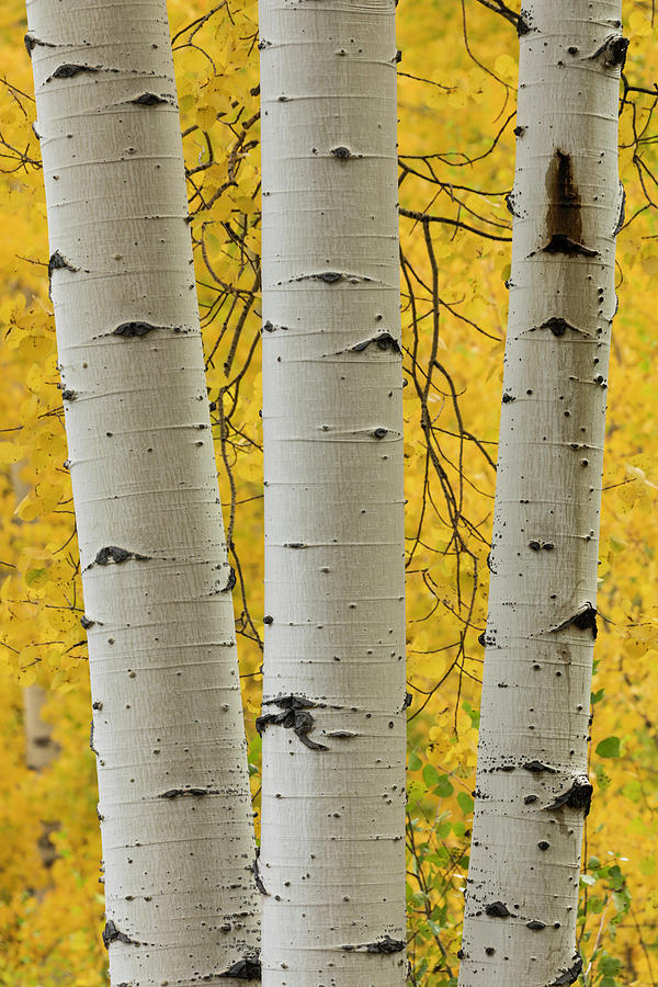 Adam Jones Photograph - Stand Of Aspen Trees And Trunks In Fall by Adam Jones